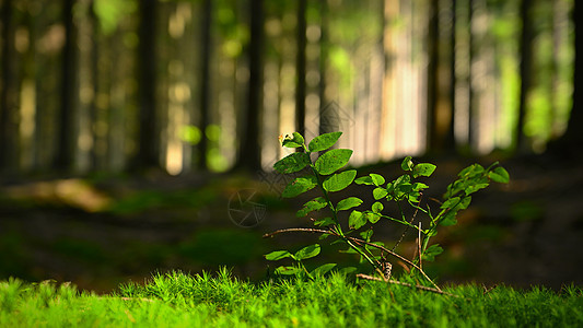 美丽的天然绿色背景与森林和苔藓中的植物 夏日与树木和阳光休息和放松 自然和环境的概念地面太阳光线树干树叶植物群叶子场景墙纸木头风图片