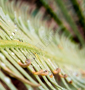 苏铁的羽状复叶热带生长叶子植物学森林叶状体绿色花园棕榈化合物图片