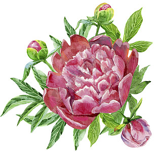 带花蕾和假的豪华深粉色牡丹水彩花朵树叶植物学花束艺术花瓣绘画收藏问候语图片
