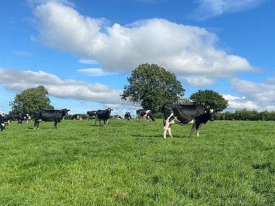 夏日阳光明媚 蓝天背景 在草地上放牧的荷尔斯坦奶牛群牛奶好奇心生态生态农业乳牛奶制品牧草树木植物土地图片