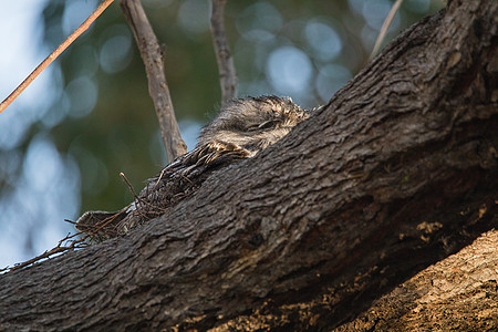 在树枝上躺着的 陶尼弗格茅斯捕食者松树猫头鹰奶油动物翅膀红豆杉羽毛夜鹰荒野图片