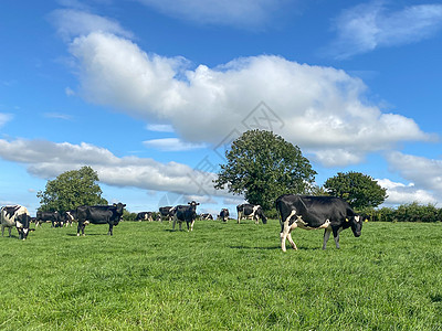 夏日阳光明媚 蓝天背景 在草地上放牧的荷尔斯坦奶牛群农场晴天奶制品好奇心养殖天空公园奶牛牧草生态农业图片