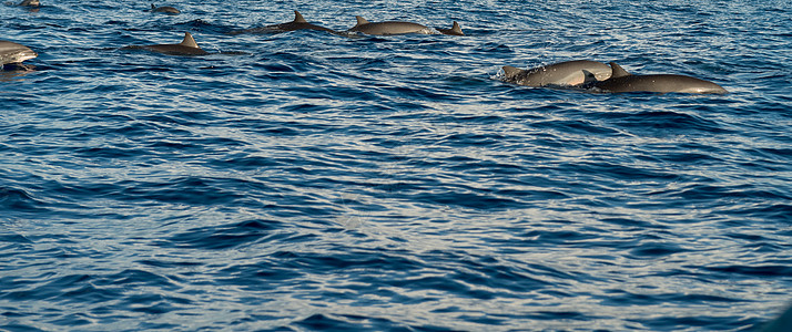 太平洋海豚岛海洋生活野生动物哺乳动物环境保护游泳跳跃乐趣智力图片