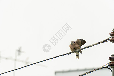 城里的鸽子紧贴在电线上 在雨后擦干翅膀图片