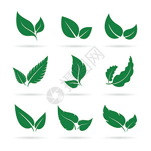 绿叶矢量图标集设计在白色背景上 简单的可编辑分层矢量图 自然图片