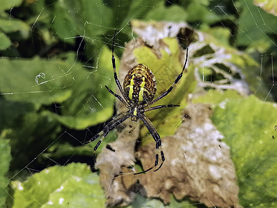 微距蜘蛛特写 蜘蛛在野外织网 有毒的野生蜘蛛动物宏观网络叶子野生动物蜘蛛网条纹腹部寡妇危险图片