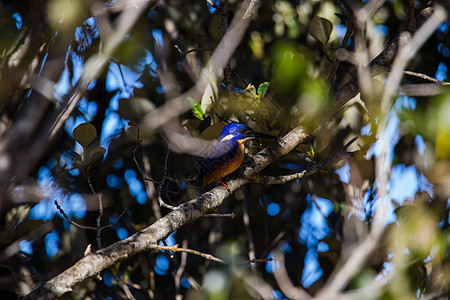 守在环礁湖的树木树枝上 捕鸟王朝冲刺渔民环境翠鸟热带天蓝色鸟类观鸟打猎眼睛蓝色图片