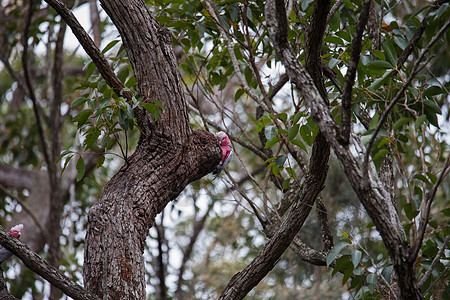 树上鸟一对加拉哈人在树上调查他们的巢穴动物蔷薇花粉色鹦鹉荒野天空野生动物灰色鸟类爱情背景