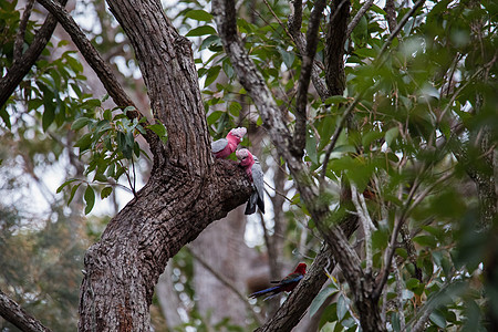 树上鸟一对加拉哈人在树上调查他们的巢穴玫瑰野生动物天空蔷薇花爱情鸟类鹦鹉荒野桉树蓝色背景