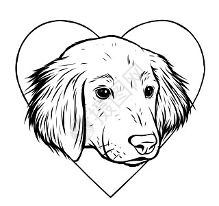拉布拉多猎犬小狗的矢量插画肖像孩子朋友宠物草图动物头发绘画艺术乐趣图片