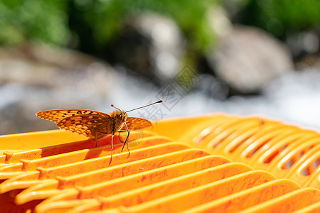 飞蛾坐落在一根肋骨明亮的橙色表面图片