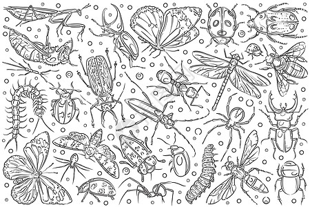 手绘昆虫蚂蚁和蝴蝶动物插图荒野草图蚊子生物学瓢虫绘画蜘蛛蟑螂图片