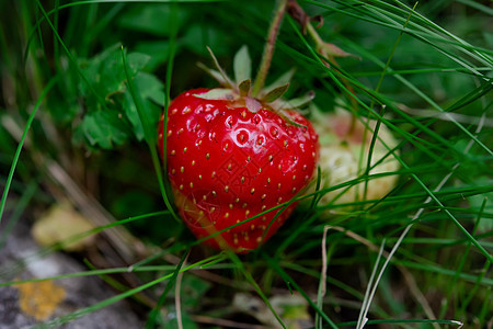 在阳光明媚的夏日 草莓在绿草地上紧闭着草莓食物树叶衬套覆盆子叶子浆果水果红色花园荒野图片