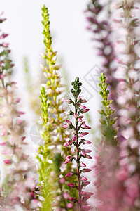 希瑟卡鲁纳叶子植物紫色草本植物灌木花束季节温泉荒野植物学图片