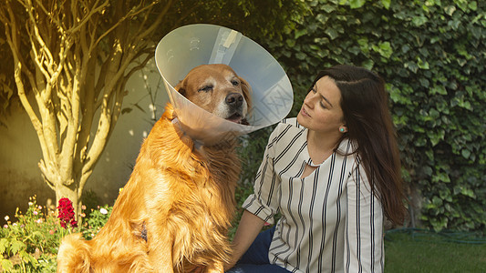 一条受伤的金色猎狗肖像 脖子上绑着塑料锥子 在他们家花园里 一个美丽的西班牙女人旁边 她身边图片