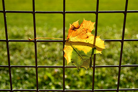 秋色的秋叶红绿叶 在背面的篱笆中季节枫叶栅栏黄色绿色冥想背光晴天宏观季节性图片