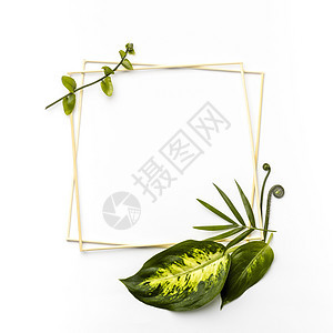 带有空框的绿色树叶 高品质美容照片概念(请访问InfoFinland)图片