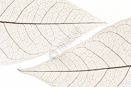 平躺透明树叶纹理 高品质美丽的照片概念图片