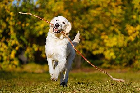 快乐的金色寻金小狗在秋天公园 用长棍踢他的牙齿跑来跑去家养狗宠物选择性训练冒充焦点生活方式喜悦跑步公园图片