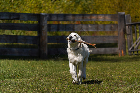 快乐的金色寻金小狗跑过草坪 牙齿里有根棍子爪子训练朋友家养狗晴天纽带村庄家畜游戏猎犬图片