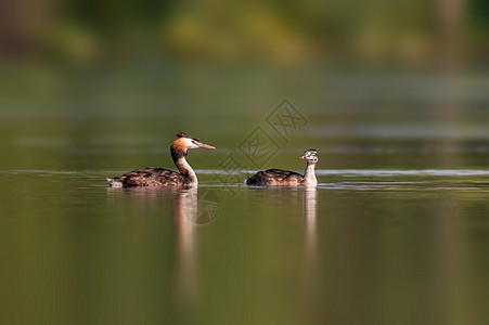 在池塘里喂食时的 高贵的格里贝家族水禽动物支撑水鸟动物群成人游泳羽毛野生动物湿地图片