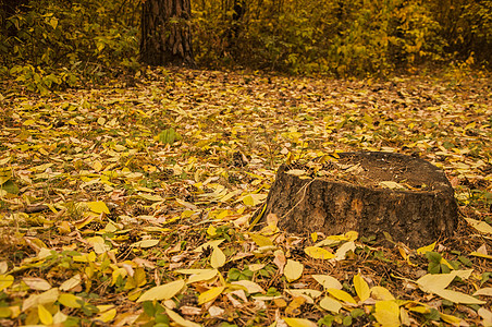 秋叶落叶中古老的采样树桩荒野木头背景树叶叶子森林环境老树季节远足图片