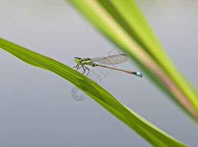 绿叶上小针尾龙尾的紧贴细节农村叶子漏洞植物宏观翼展蜻蜓生活腹部蛾科图片