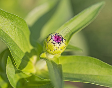 关于花朵在花园中开花的特写细节图片