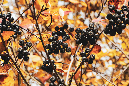 秋林中的阿罗尼亚浆果图片