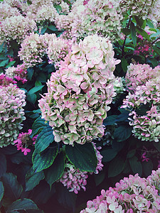 夜花花园的Hydranga花朵背景图片