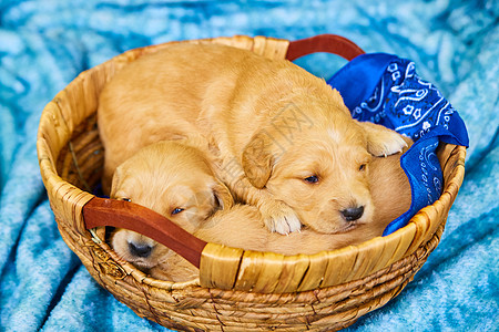 蓝色毯子上编织篮子里的浅棕色金毛小狗图片