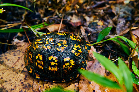 隐藏在森林壳里的可爱的黑黄乌龟图片