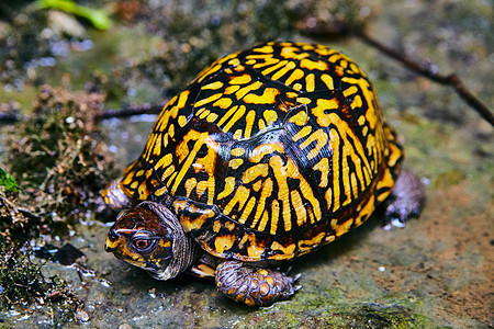 海龟在湿地上躺着 有彩色橙和黑色贝壳的海龟图片