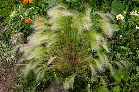 卡罗维瓦利装饰性的大麦生长在前卫的花坛上背景
