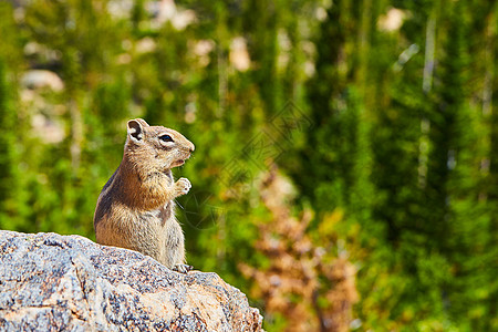 花栗鼠沉思着有森林背景的岩石上的生活图片