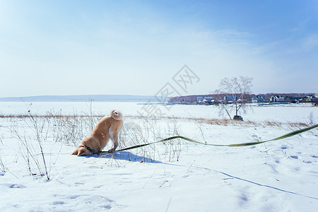 秋田因纽小狗 下午在雪地上埋头于雪雪中游戏冒充天空尾巴毛皮姿势太阳灰色图片