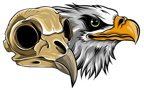 鹰矢量它制作图案的吉祥物头动物学校运动插图团队吉祥物羽毛猎物鸟类国家图片