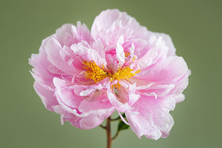 绿色背景的玻璃花瓶中美丽的粉红新面孔 现代静止生命 自然花卉背景牡丹植物宏观卡片庆典玫瑰花园生日叶子花瓣图片