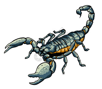 蝎子蛛形纲动物昆虫的插图 矢量图形骨骼生物学风景解药数字毒液镊子八字程序毒素背景图片