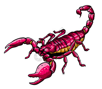 蝎子蛛形纲动物昆虫的插图 矢量图形毒液绘画糖浆骨骼程序解药风景毒素捕食者预防背景图片