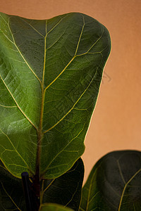 Fiddle Fig 或的绿叶 小提琴叶无花果树是棕色背景中流行的观赏热带室内植物 家庭空气净化植物有益健康的盆栽植物房子生长花图片