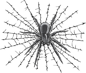 单色矢量插图挂在 web 威胁上的蜘蛛图片