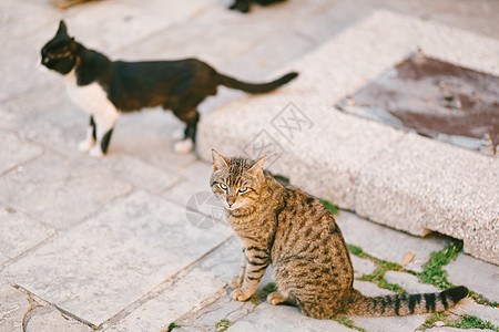 两只猫在金属舱口附近街上的沥青上图片