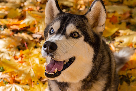 在秋天黄色叶子背景下 一只狗的头部哈斯基(Hussky)的近距离肖像图片