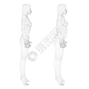 穿着内衣的线框女孩的两个模型 一个苗条和一个胖女孩 女孩身体肥胖的过程 侧面图  3D 它制作图案矢量图片