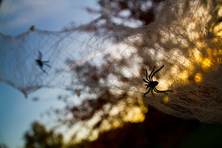 万圣节的太阳光通过假蜘蛛织网和无叶树照亮图片