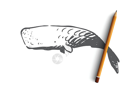 抹香鲸海洋野生动物海洋 cachalot 概念 手绘孤立的矢量白色动物草图动物群黑色创造力游泳荒野哺乳动物生活图片