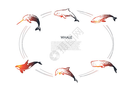 鲸鱼不同类型和虎鲸矢量概念 se故事自由抹香鲸猫科荒野草图蓝鲸海洋白鲸座头鲸设计图片