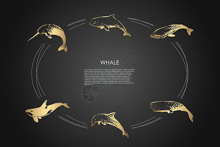 鲸鱼不同类型和虎鲸矢量概念 se蓝鲸自由白鲸荒野动物哺乳动物生物插图故事游泳设计图片