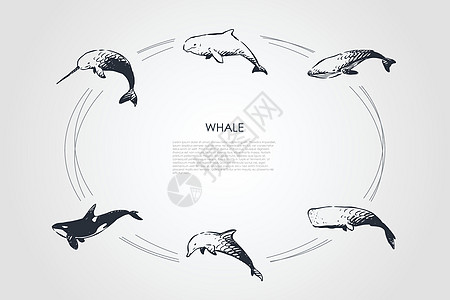 鲸鱼不同类型和虎鲸矢量概念 se荒野插图海洋动物蓝鲸白鲸自由生物猫科游泳设计图片